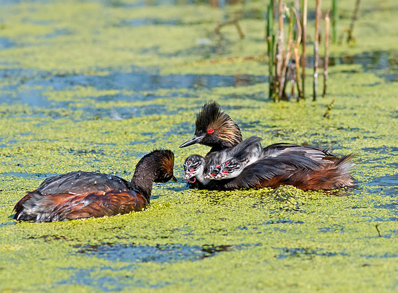 Eared Grebe and chicks