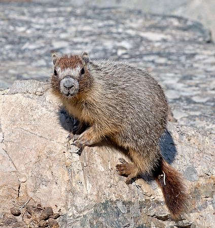 Yellow-bellied Marmot