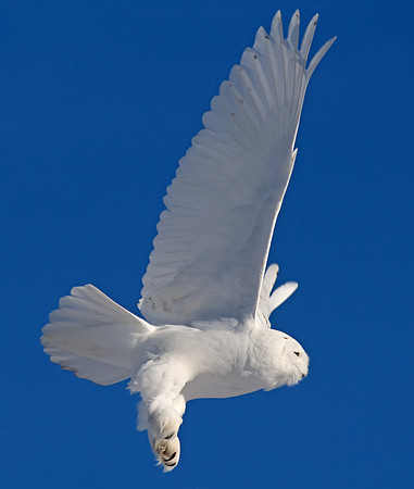 Snowy Owl