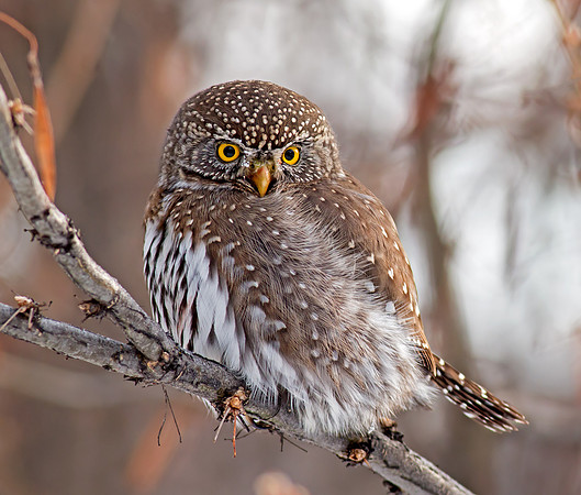 Northern Pygmy-Owl