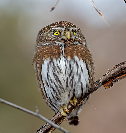 Northern Pygmy-Owl