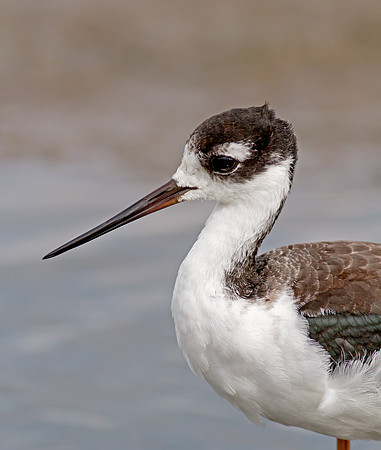 Black-necked Stilt - juvenile