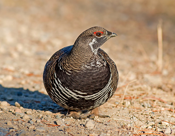 Spruce Grouse - male