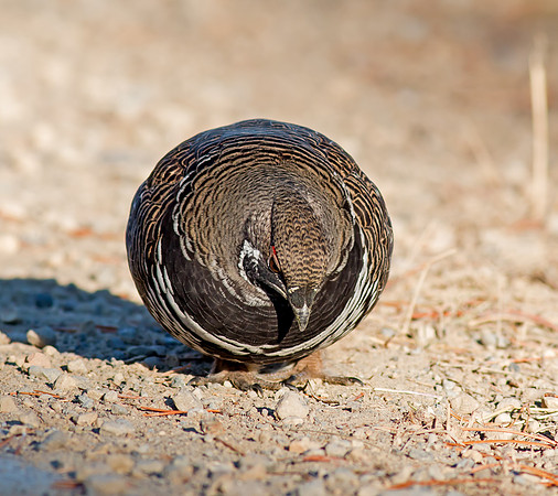 Spruce Grouse - male