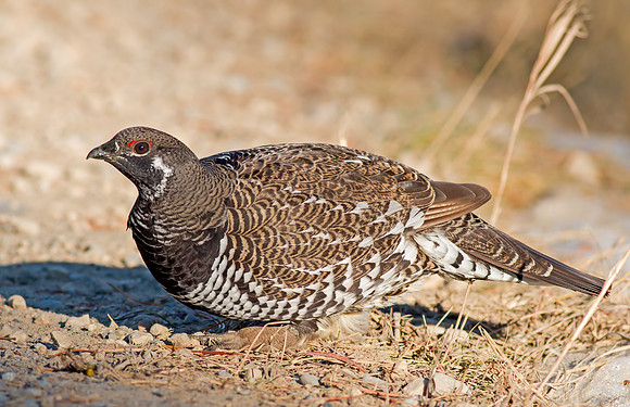 Spruce Grouse - male
