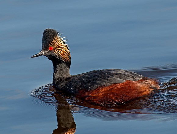 Eared Grebe