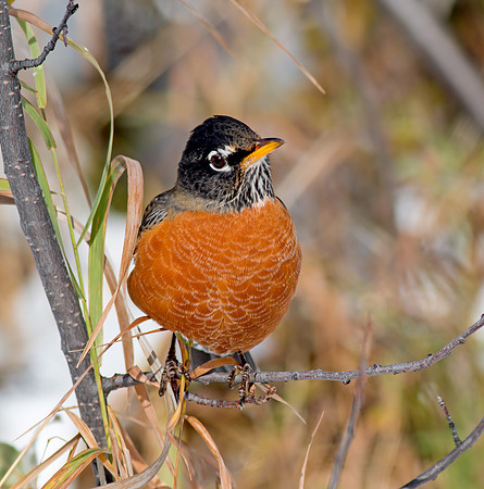 American Robin