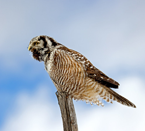 Northern Hawk Owl Calling