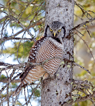 Northern Hawk Owl