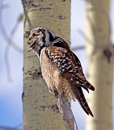 Northern Hawk Owl Calling