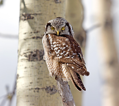 Northern Hawk Owl