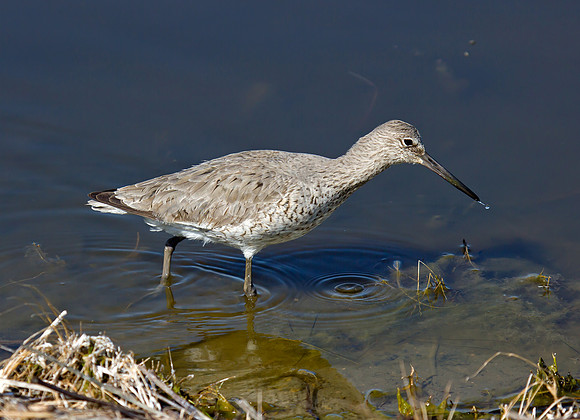 Willet (Tringa semipalmata)