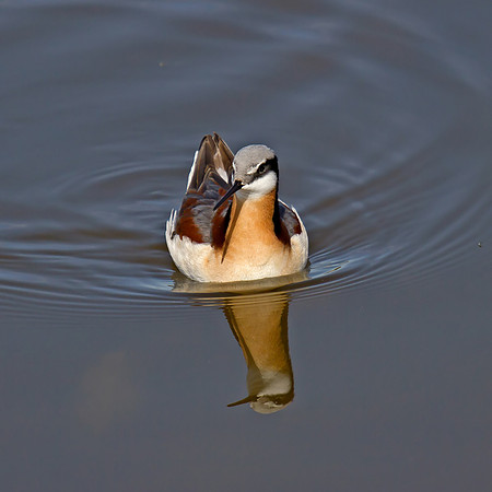 Wilson's Phalarope