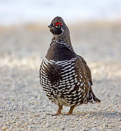 Spruce Grouse