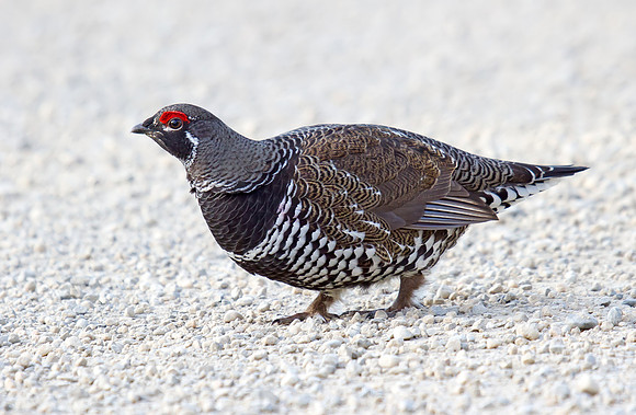 Spruce Grouse