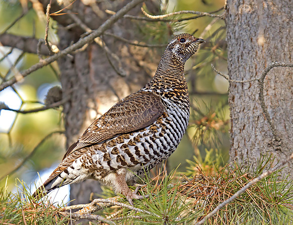 Spruce Grouse - female