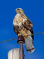 Rough-legged Hawk