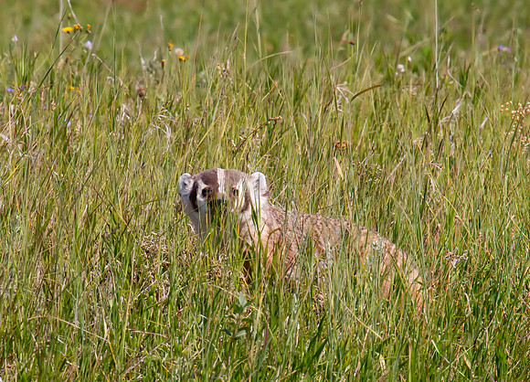 American Badger