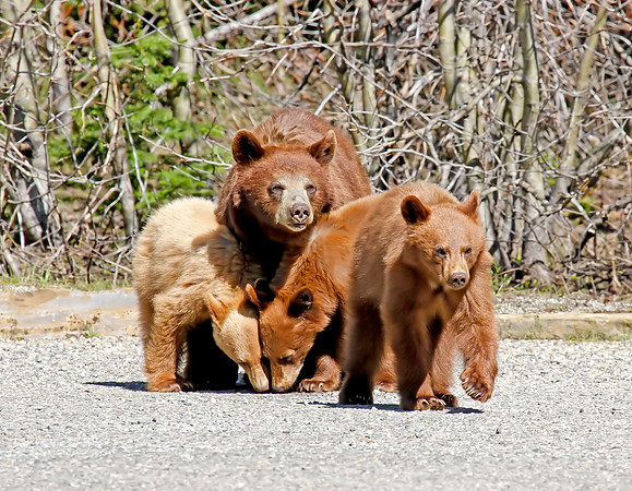 Black Bear with three cubs
