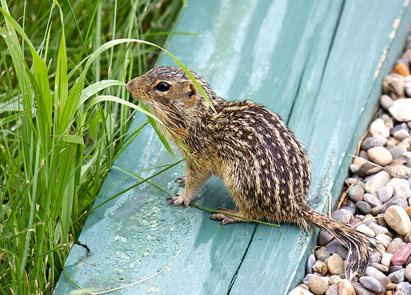 Thirteen-lined Ground Squirrel (Ictidomys tridecemlineatus)