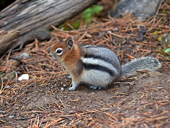 Golden-mantled ground squirrel