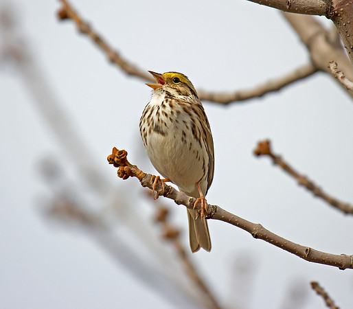 Savannah Sparrow