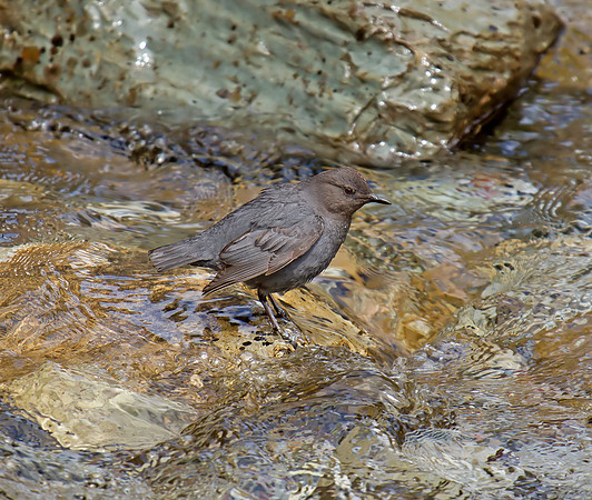 American Dipper