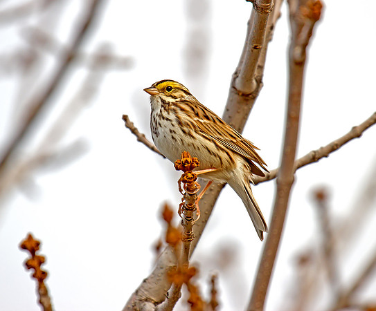 Savannah Sparrow