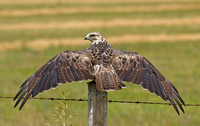 Swainson's Hawk