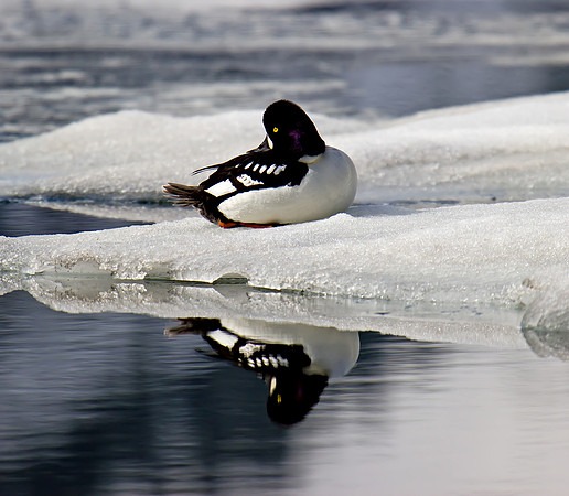 Barrow's Goldeneye