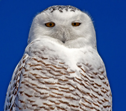 Snowy Owl