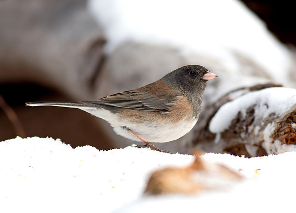 Dark-eyed Junco