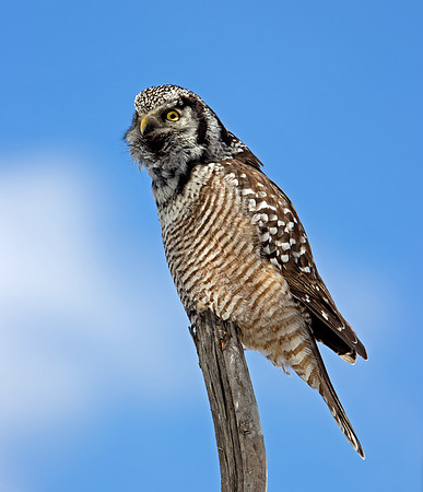 Northern Hawk Owl