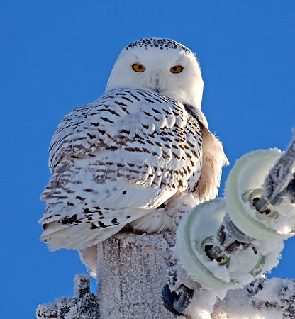 Snowy Owl
