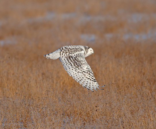 Snowy Owl