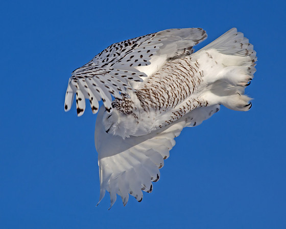 Snowy Owl