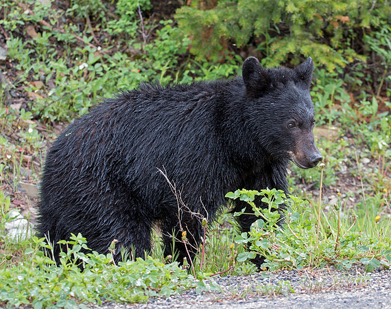 American Black Bear