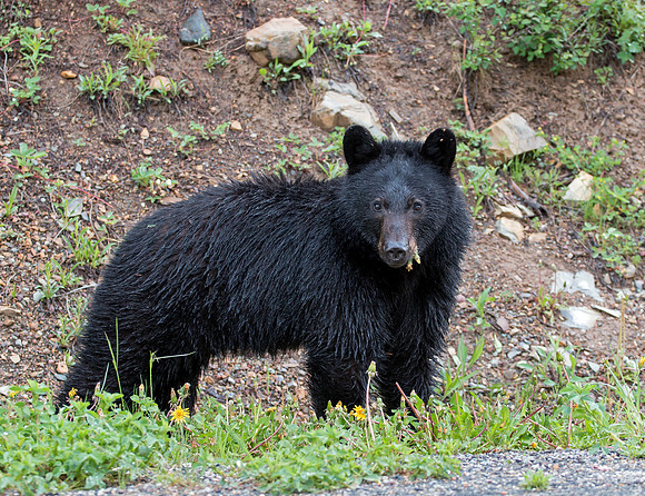 American Black Bear