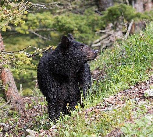 American Black Bear
