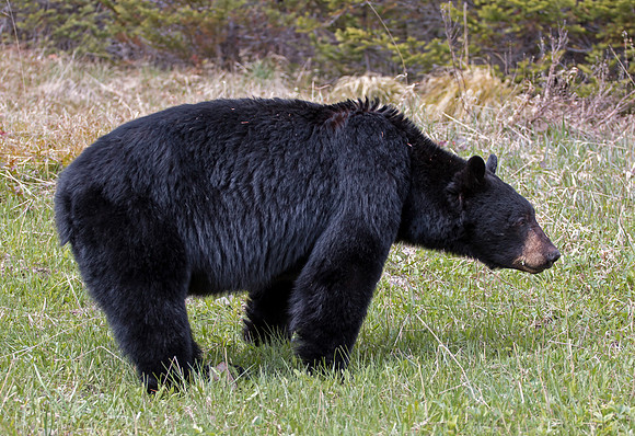 American Black Bear - male