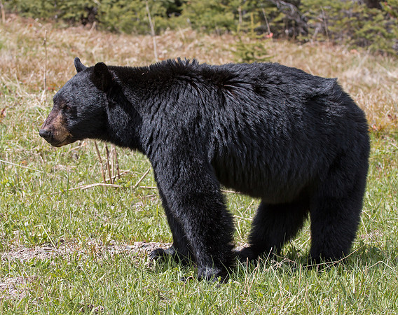 American Black Bear - male