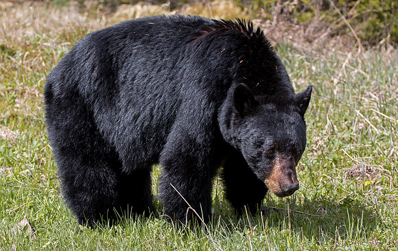 American Black Bear - male
