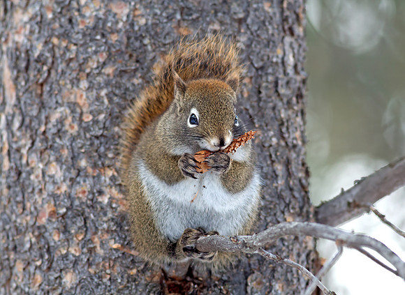 Red squirrel (tamiasciurus hudsonicus)