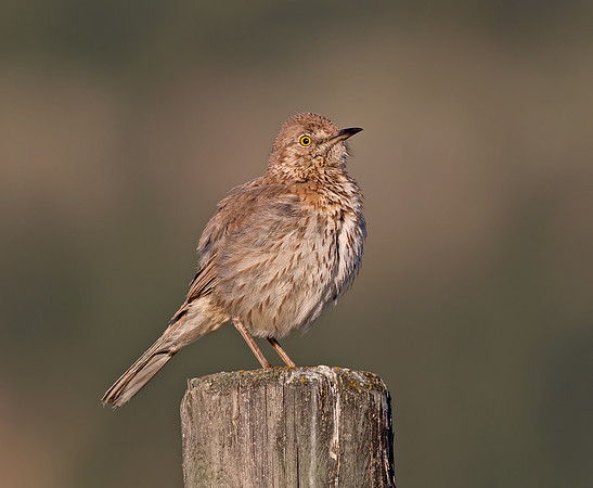 Sage Thrasher