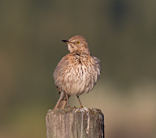 Sage Thrasher