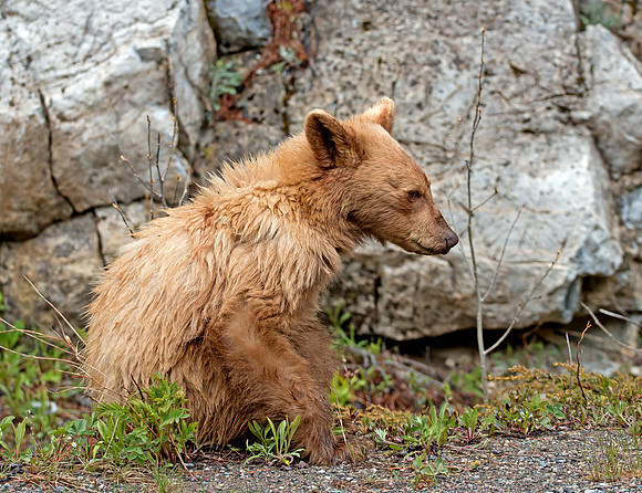 A Young Black Bear