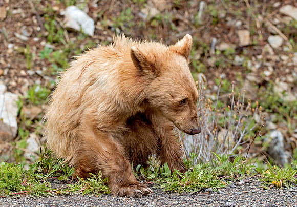 A Young Black Bear
