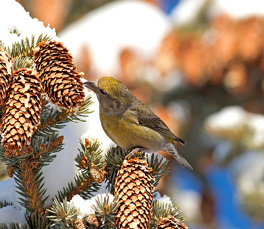 Red Crossbill (female)