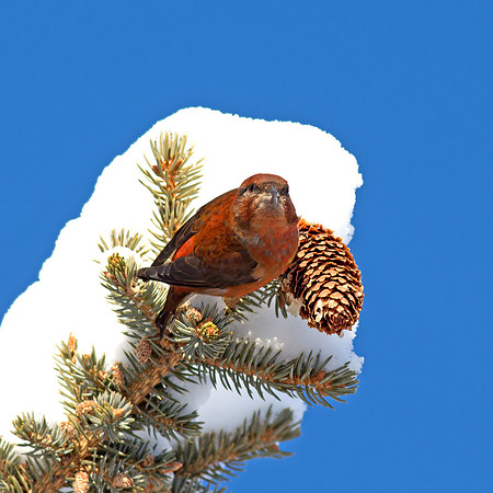 Red Crossbill