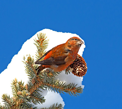 Red Crossbill